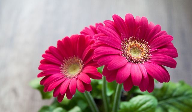 Las 4 razones principales para cultivar gerberas en maceta