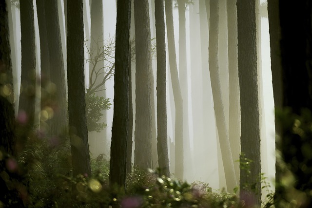 La belleza del bosque